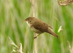 Reed Warbler in Stodmarsh NNR.jpg