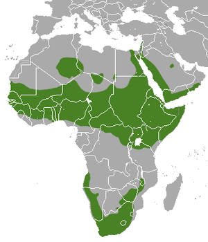 Rock Hyrax area.png