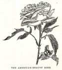 Rosa American Beauty illustration.jpg