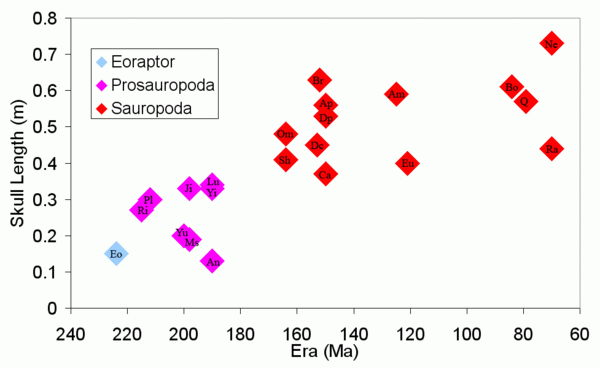 Sauropod Skull Length.gif