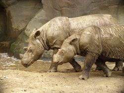 Sumatran Rhino 2.jpg