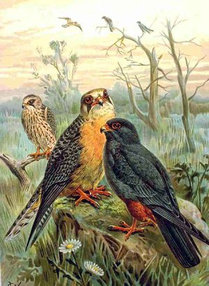 Falco vespertinus NAUMANN.jpg