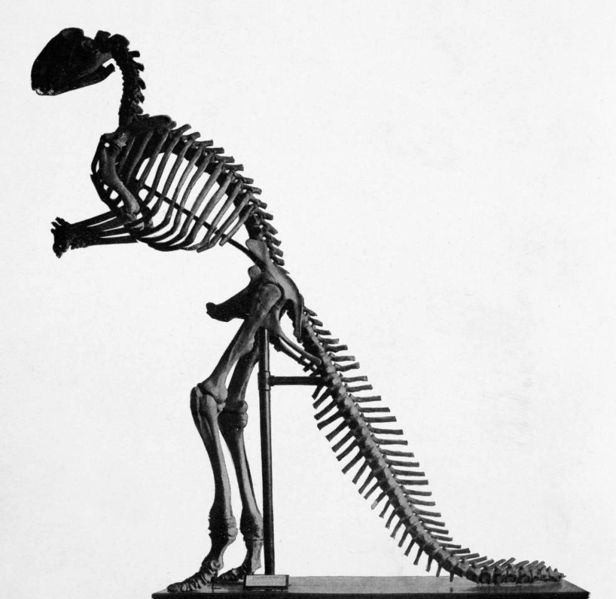 ملف:Hadrosaurus mount.jpg