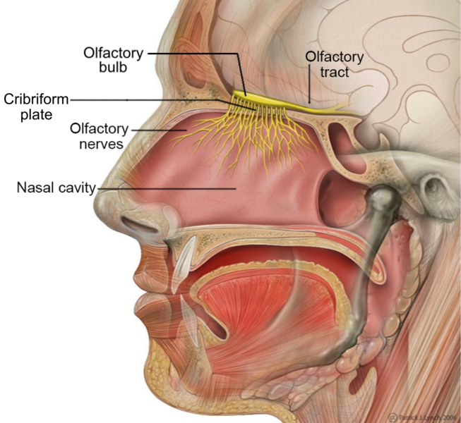 ملف:Head Olfactory Nerve Labeled.png