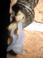 Close up of mating Great Grey Slug found in مريلاند, USA