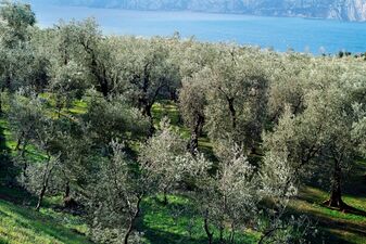 Olive trees