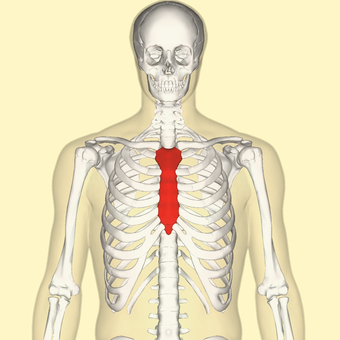 Sternum front.png