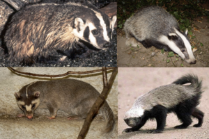 BadgerCollage.png