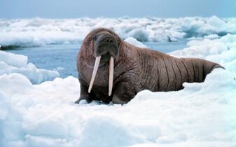 Walrus coming up for air