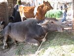 Water buffalo and cow in Egypt.jpg