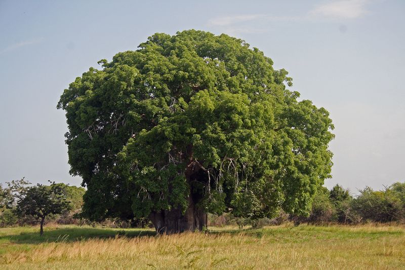 ملف:Baobab Adansonia digitata.jpg