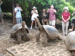 سلحفاتان گالاپاگوس في المقدمة, وعلى ما يبدو أنهما لا تباليا بوجود عدد من السياح الواقفين على بعد أقدام قليلة خلفهم. ويرتدي السياح مجموعة متنوعة من القبعات ونظارات الشمس، ويقوم أغلبهم بتصوير السلاحف باستخدام كاميرات رقمية.