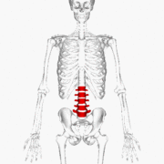 Position of lumbar vertebrae (shown in red). Animation.