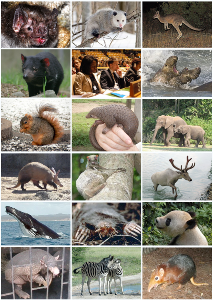 ملف:Mammal Diversity (Theria).png