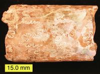Remnant biogenic aragonite (thin, rainbow-colored shell) on the ammonite Baculites (Pierre Shale, Late Cretaceous, South Dakota).