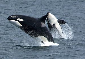 Two killer whales jump above the sea surface, showing their black, white and grey colouration. The closer whale is upright and viewed from the side, while the other whale is arching backwards to display its underside.