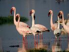 Lesser Flamingos near Jamnagar railway station DSCN1800 1.jpg