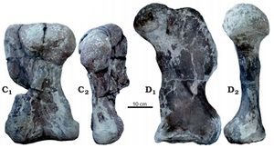 Lisowicia limb bones.jpg