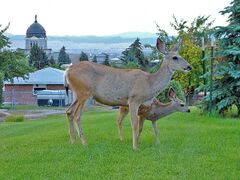 Deer are common within the city limits
