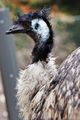Emu head