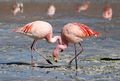 Flamingo at Laguna Colorada