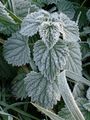 Frost on a nettle