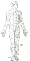 Distribution of the cutaneous nerves. Ventral aspect.