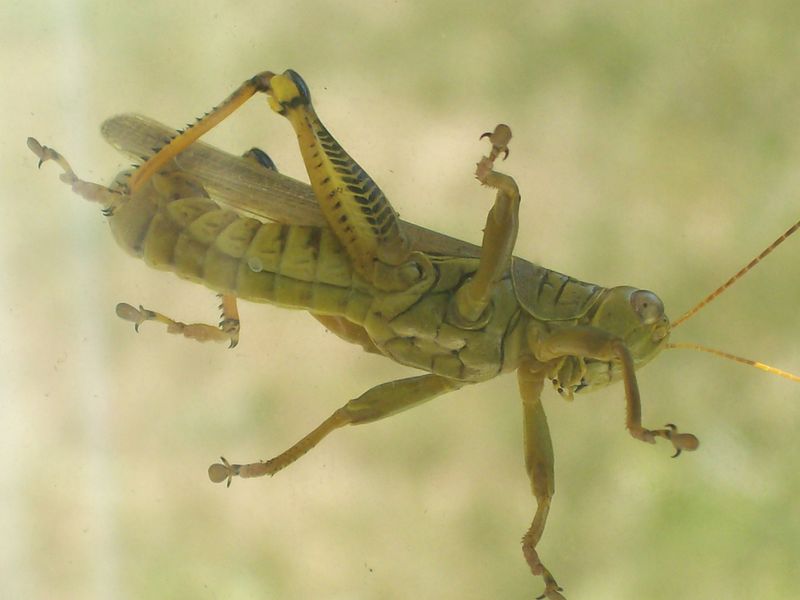 ملف:120 2182 grasshopper.jpg