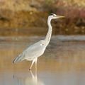 Ardea cinerea - Pak Thale.jpg