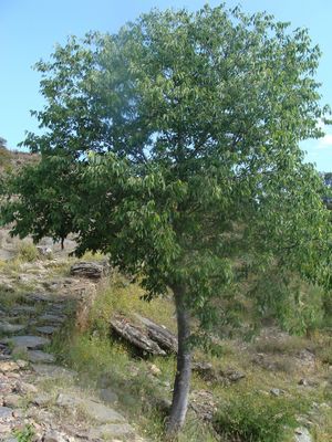 Celtis australis 3.jpg