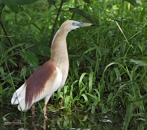 Indian Pond Heron I IMG 8842.jpg