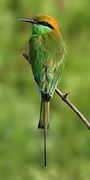 وروار أخضر (Merops orientalis)