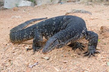 Varanus salvator - 01.jpg