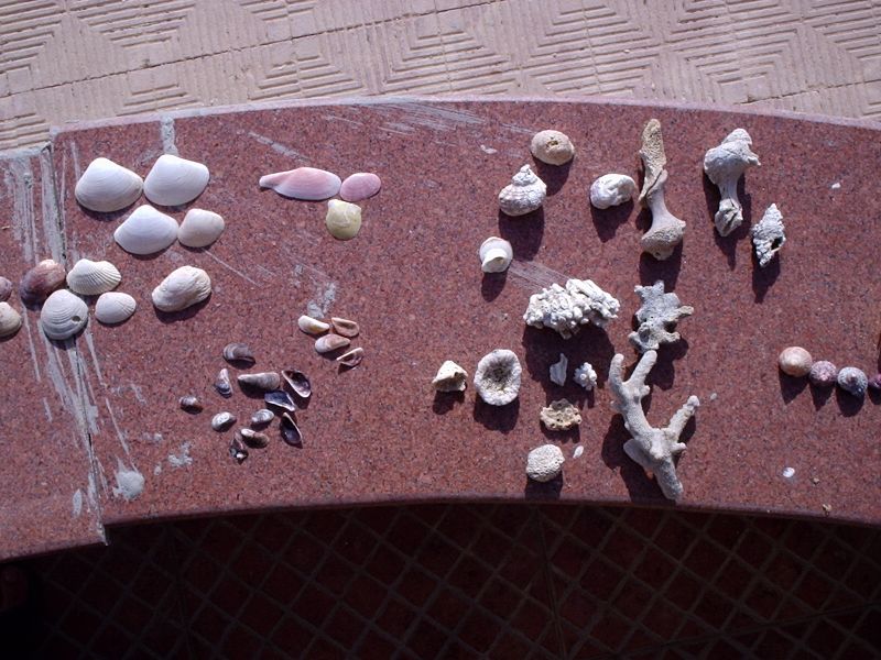 ملف:Al-Ayn al-Sokhna beach, Suez - Mollusca collection2.JPG