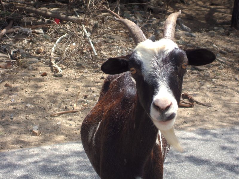 ملف:Feral goat in Aruba.JPG