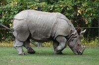 Indian Rhino (Rhinoceros unicornis)1 - Relic38.jpg
