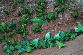 Parrots at clay lick in Yasuni National Park, Ecuador