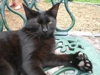 A polydactyl cat with seven toes at Hemingway's house