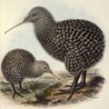 Great Spotted Kiwi
