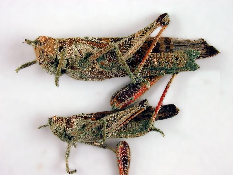 ملف:CSIRO ScienceImage 1367 Locusts attacked by the fungus Metarhizium.jpg