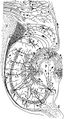 رسم للدائرة العصبية في الحـُصين (المخ) لحيوان قارض. Histologie du Systeme Nerveux de l'Homme et des Vertebretescode: fr is deprecated , Vols. 1 and 2. A. Maloine. Paris. 1911.