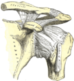 The left shoulder and acromioclavicular joints, and the proper ligaments of the scapula