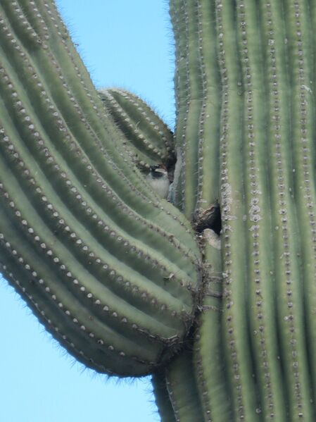 ملف:House Sparrow nesting in saguaro cactus.JPG