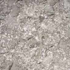 Closup view of an unpolished, gray limestone slab showing fossil shell and other inclusions.