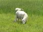 Orford Ness - Portland Sheep (14534764423).jpg