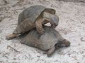 Tortoises mating