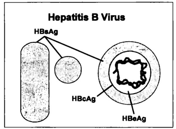 ڤيروس التهاب الكبد B