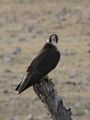 Adult Falco biarmicus biarmicus, Etosha National Park, Namibia.