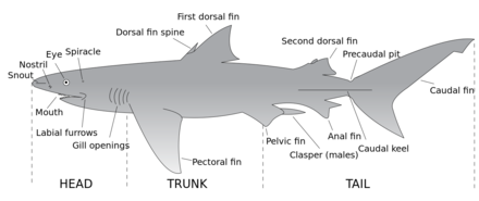 السمات الرئيسية لأسماك القرش