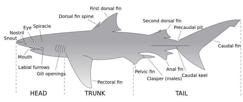 ملف:Parts of a shark.svg